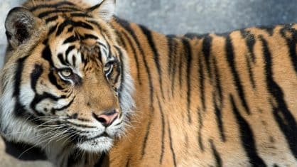Sonhar com tigre – O que significa?